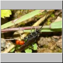 Ctenichneumon panzeri - Schupfwespe w02b 14mm - OS-Hasbergen Lehmhuegel-fdet02.jpg